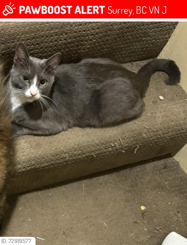 Lost Female Cat last seen 65/195a, Surrey, BC V4N 6J8