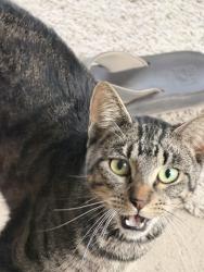 Found/Stray Male Cat last seen Russell Rd and Edgewater Landing, Green Cove Springs, FL 32043