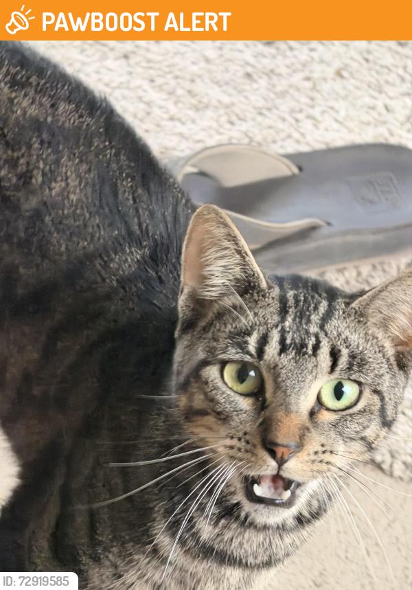 Found/Stray Male Cat last seen Russell Rd and Edgewater Landing, Green Cove Springs, FL 32043