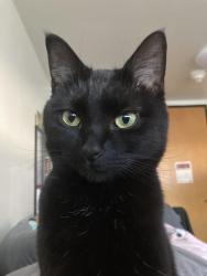 Reunited Female Cat last seen Tioga cemetery, Owego, NY 13827