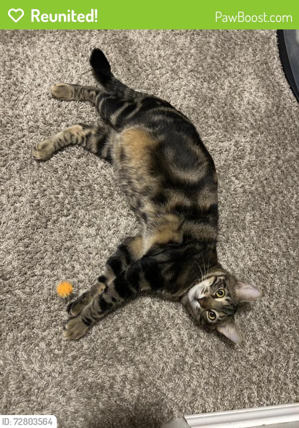Reunited Male Cat last seen Wray North Dallas apmts , Dallas, TX 75287