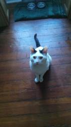 Found/Stray Male Cat last seen Penn and wayne, Philadelphia, PA 19144