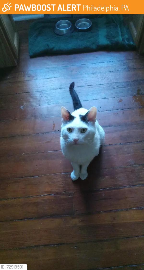 Found/Stray Male Cat last seen Penn and wayne, Philadelphia, PA 19144