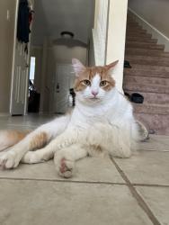 Lost Male Cat last seen Falcon ridge near Dobie , Cibolo, TX 78108