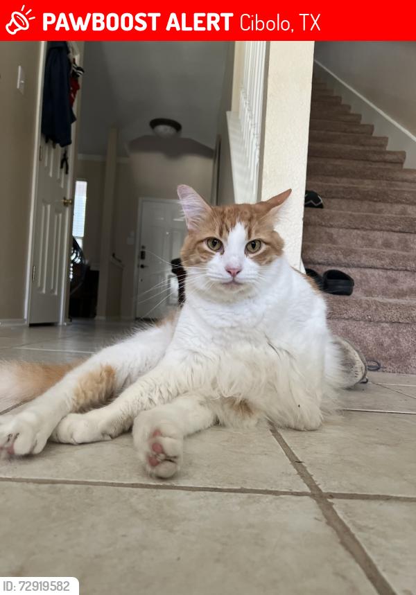 Lost Male Cat last seen Falcon ridge near Dobie , Cibolo, TX 78108