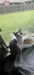 Lost Male Cat last seen in my hse, he escaped through a window , Edmond, OK 73025