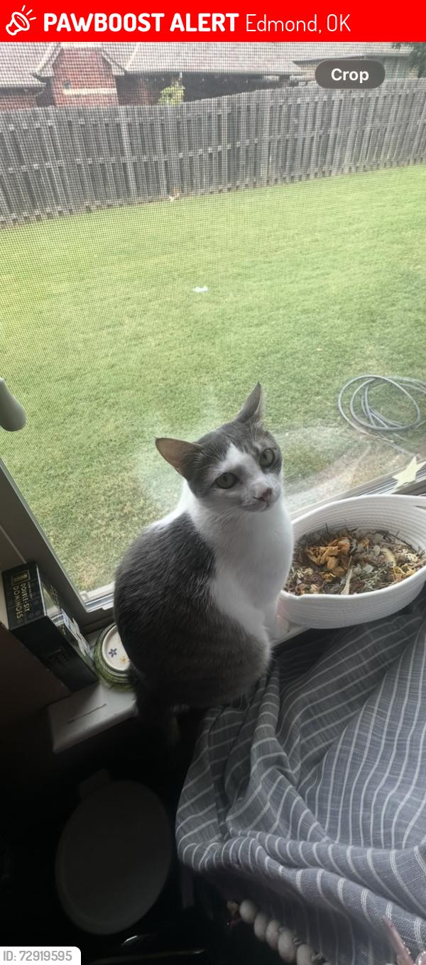Lost Male Cat last seen in my hse, he escaped through a window , Edmond, OK 73025