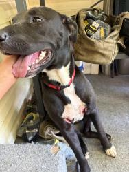 Lost Male Dog last seen Near Hermey Ave Pensacola FL 32507, Pensacola, FL 32507