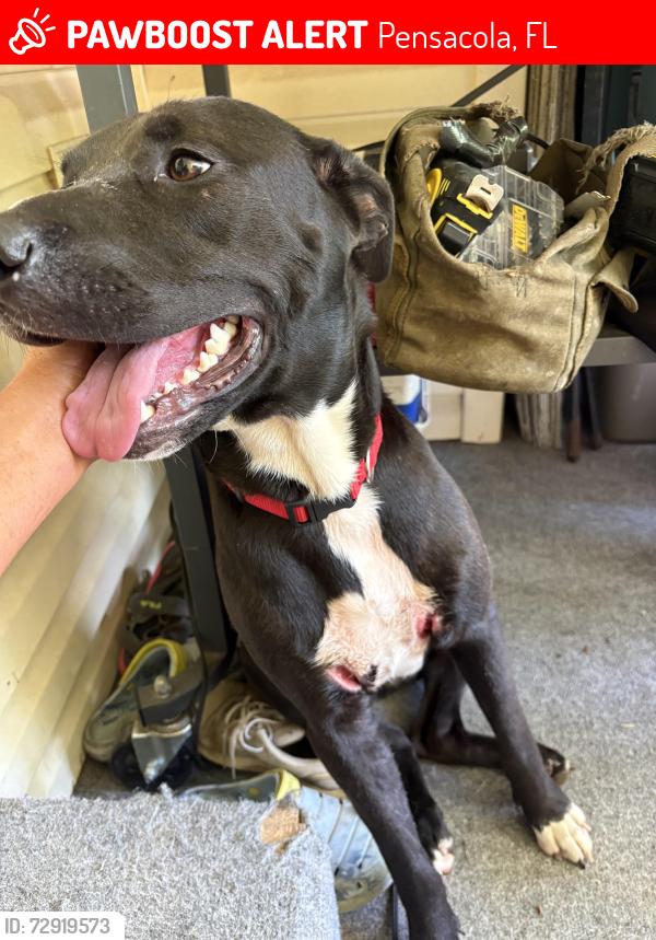 Lost Male Dog last seen Near Hermey Ave Pensacola FL 32507, Pensacola, FL 32507