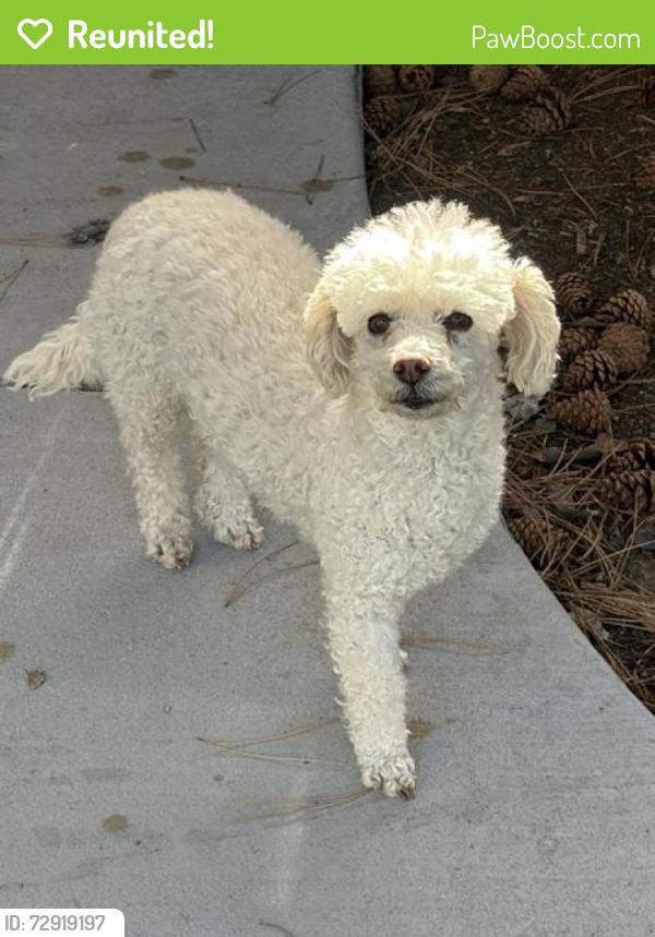 Reunited Male Dog last seen Rangewood and Woodland Hills Drive, Colorado Springs, CO 80923