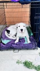 Found/Stray Male Dog last seen Arthur and Dennett, Fresno, CA 93728