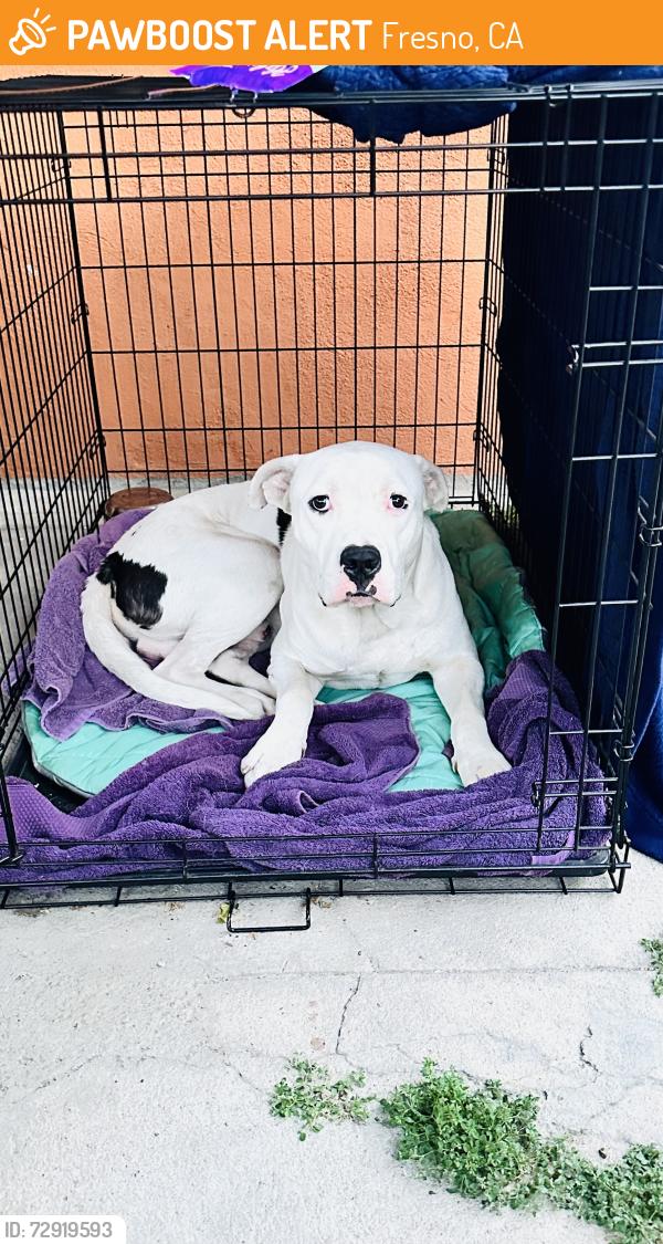 Found/Stray Male Dog last seen Arthur and Dennett, Fresno, CA 93728