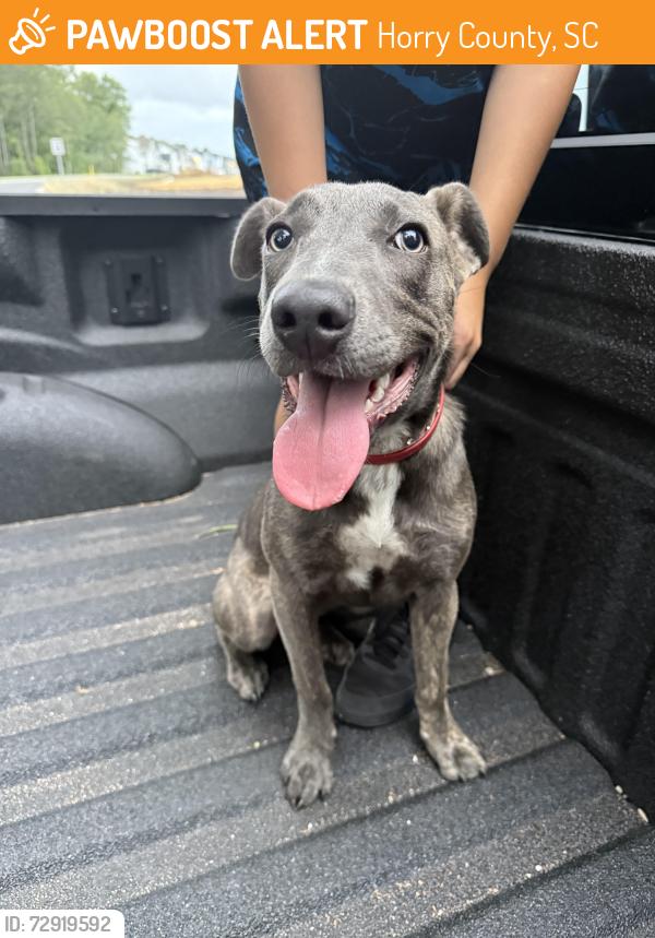 Found/Stray Female Dog last seen Sun Light Dr & Rosebud Ln, Horry County, SC 29588