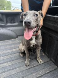Found/Stray Female Dog last seen Sun Light Dr & Rosebud Ln, Horry County, SC 29588
