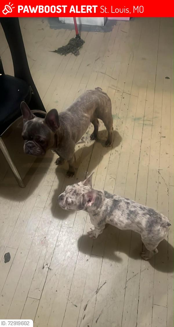 Lost Female Dog last seen Natural bridge  and keinlen, St. Louis, MO 63121