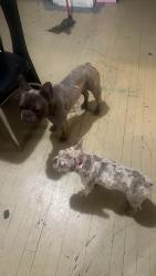 Lost Female Dog last seen Natural bridge  and keinlen, St. Louis, MO 63121