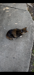 Found/Stray Female Cat last seen Vmfa, Richmond, VA 23221