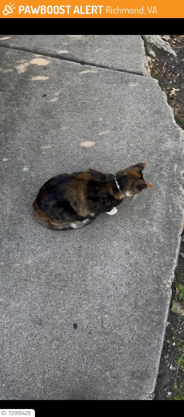 Found/Stray Female Cat last seen Vmfa, Richmond, VA 23221