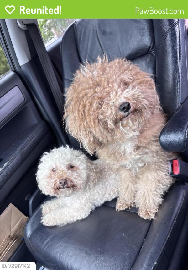 Reunited Female Dog last seen New Britain Ave, Hartford, CT 06114, USA, Hartford, CT 06114