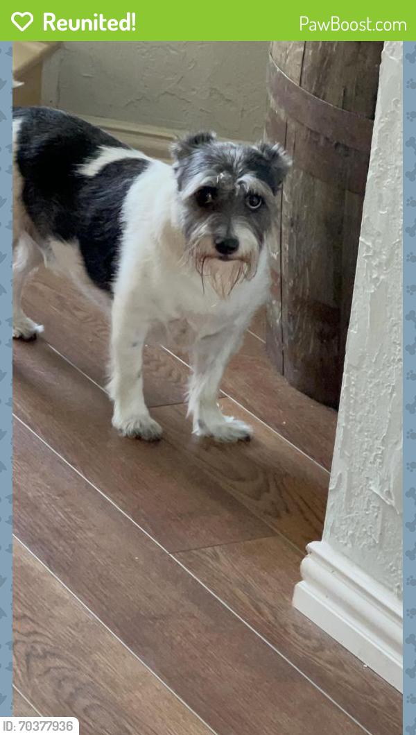 Reunited Male Dog last seen Rose hill and E peters colony , Carrollton, TX 75007