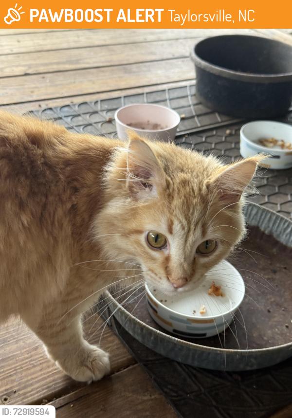 Found/Stray Male Cat last seen Oxford dam, Taylorsville, NC 28681