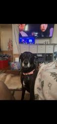 Lost Female Dog last seen Gillette and poteet jourtandon, San Antonio, TX 78224