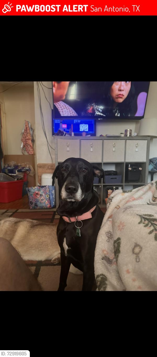Lost Female Dog last seen Gillette and poteet jourtandon, San Antonio, TX 78224