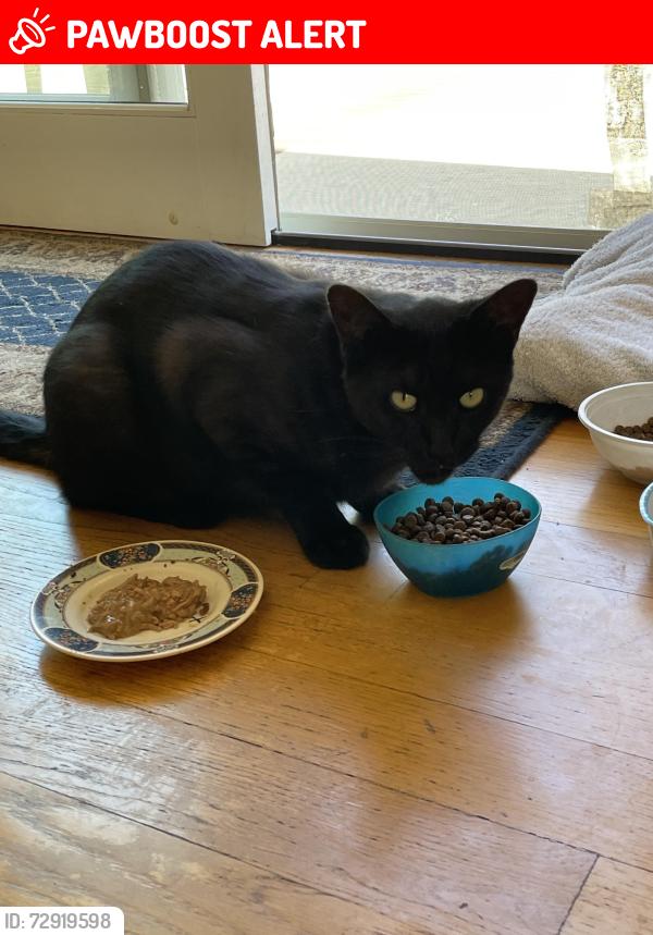 Lost Male Cat last seen Seamount Drive, Rancho Palos Verdes, CA 90275
