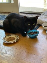 Lost Male Cat last seen Seamount Drive, Rancho Palos Verdes, CA 90275
