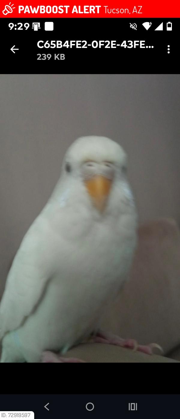 Lost Unknown Bird last seen West Curtis Road , Tucson, AZ 85705