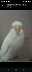 Lost Unknown Bird last seen West Curtis Road , Tucson, AZ 85705