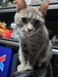 Lost Female Cat last seen Ronald Dr x Colony Road, Newport News, VA 23602