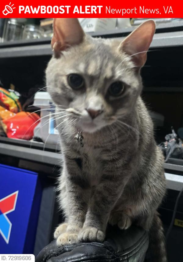 Lost Female Cat last seen Ronald Dr x Colony Road, Newport News, VA 23602