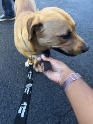 Reunited Male Dog last seen Martha Berry Highway near Oak Hill, CITGO and Knights Garage, Rome, GA 30165