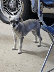 Reunited Female Dog last seen Washington and Beringer, San Jacinto, CA 92583