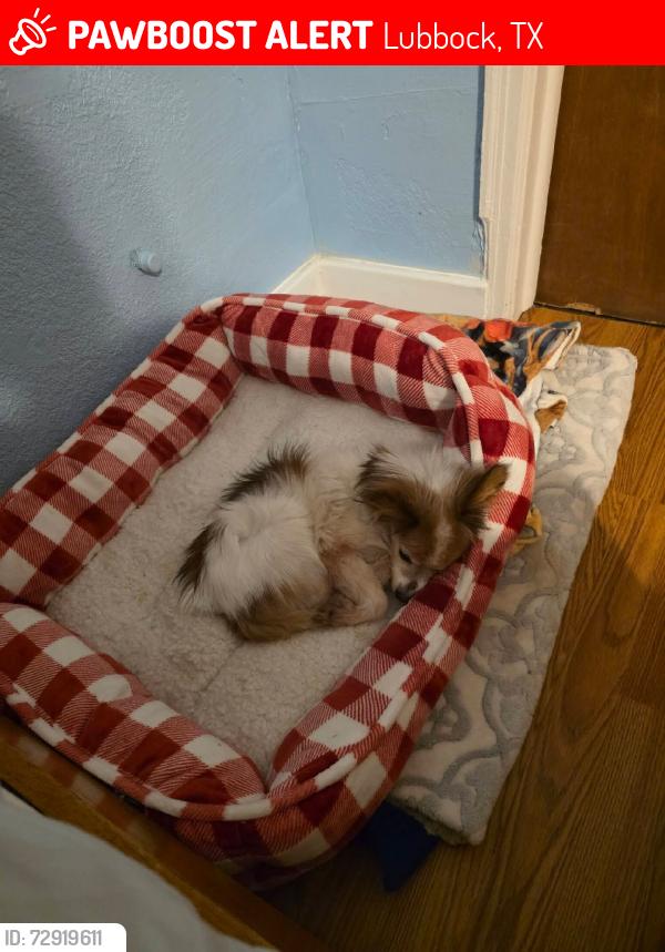 Lost Male Dog last seen Texas loop 289 & N Utica Dr, Lubbock, TX 79416