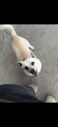 Reunited Male Dog last seen Near Tenaya Avenue 95833, Sacramento, CA 95833