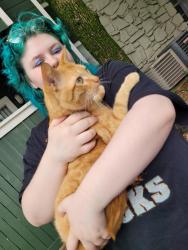 Found/Stray Male Cat last seen Silver creek apmts , Tulsa, OK 74146