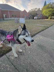 Reunited Female Dog last seen Near kingdom est dr, Fayetteville, NC 28301
