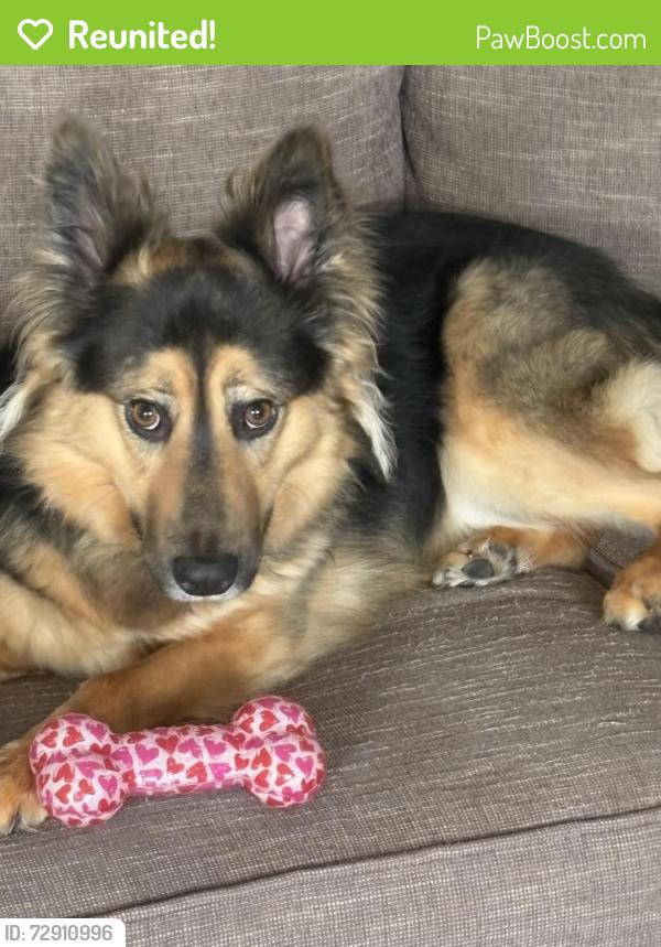 Reunited Female Dog last seen Meridian, Graham, WA 98338
