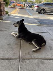 Found/Stray Male Dog last seen Towngate and Frederick St, Towngate Center, Moreno Valley, CA 92553