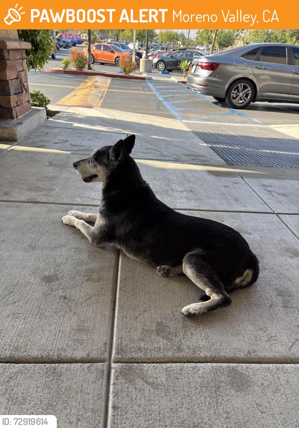 Found/Stray Male Dog last seen Towngate and Frederick St, Towngate Center, Moreno Valley, CA 92553