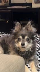 Lost Male Dog last seen Sunset Rd and Sunset Way Henderson NV, Henderson, NV 89014