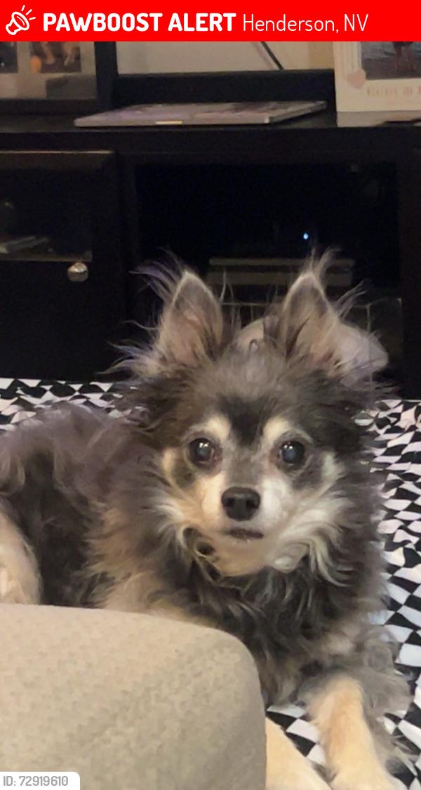 Lost Male Dog last seen Sunset Rd and Sunset Way Henderson NV, Henderson, NV 89014