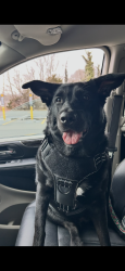 Reunited Male Dog last seen Spotted on a ring camera in Trenton ave., Berkeley Township, NJ 08721