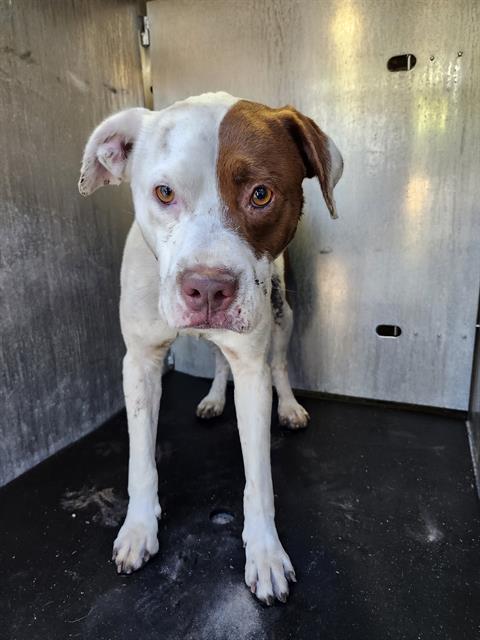 Shelter Stray Male Dog last seen Near BLOCK CUTLER, San Antonio, TX 78227
