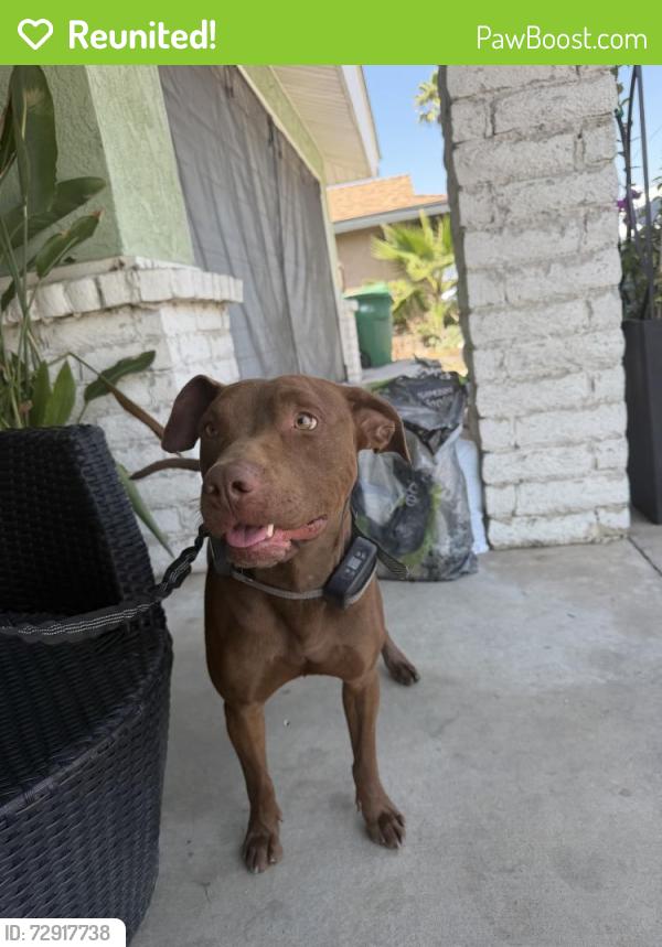 Reunited Male Dog last seen Near E Florida Ave, Hemet, CA 92544, USA, Hemet, CA 92544