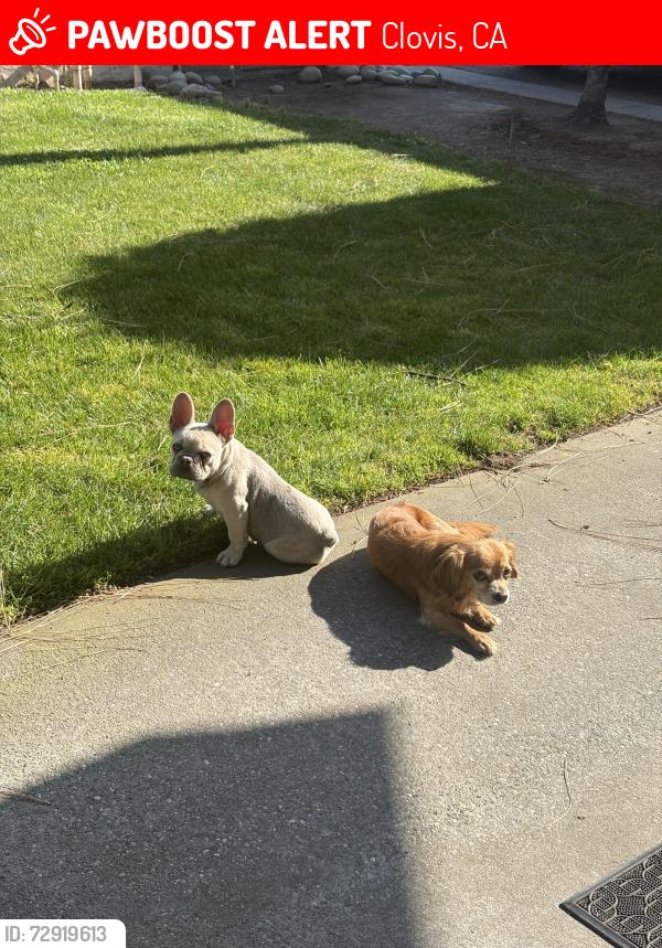 Lost Female Dog last seen Minnewawa , Clovis, CA 93612
