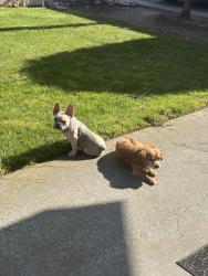 Lost Female Dog last seen Minnewawa , Clovis, CA 93612