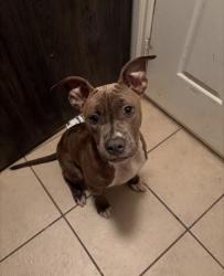 Reunited Female Dog last seen Wickton Ln, Kenswick Forest, TX 77338, USA, Kenswick Forest, TX 77338